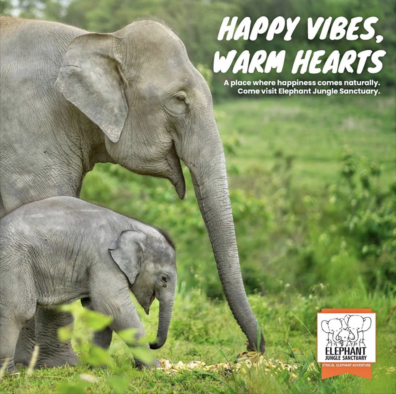 PHUKET:ELEPHANT JUNGLE SANCTURY HALF DAY  (ETHICAL ELEPHANT ADVENTURE)